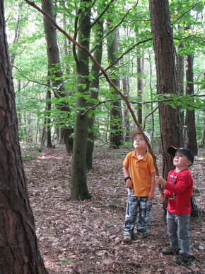 31 waldtag